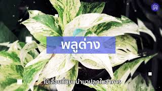 5 ต้นไม้ กรองฝุ่น PM2.5 ช่วยบ้านอากาศสดชื่น