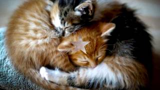 Про КОТЯТ Невероятно. Самые милые КОТЯТА .ч.1 #котята Про КОТЯТ Невероятно. Самые милые КОТЯТА .ч.1 #котята
