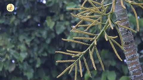 قصص وعبر استمتع بساعة من أجمل قصص القرآن الكريم - الشيخ نبيل العوضي