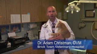 Come Take Our Veterinary Assistant Course At Ocean County College!