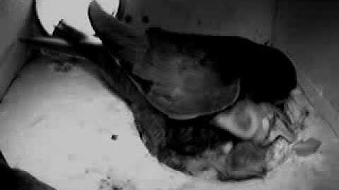 Gierzwaluwen: mooie voedering, jongen ruim week oud, 26-6-10, kast 2