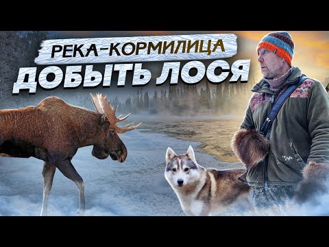 Видео: Добыл Лося. Вывез Мясо, на Зиму хватит.