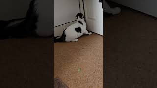My Cat Pippin Meowing (Part 4)