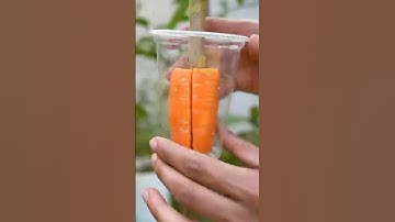 How to grow guava tree, great way to propagate guava tree by air layering using a carrot #guava