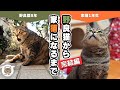【プレミア公開】完結編「野良猫から家猫へ」野良歴8年ケガでボロボロだった腹ぺこ猫が幸せになるまでの記録ーHe's been a stray cat for eight years.2022.02.22