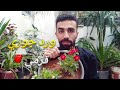 زراعة ورد الجوري القزمي في المنزل