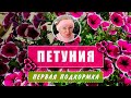 🏵🌸Первая ПОДКОРМКА ПЕТУНИИ!-это важно!Когда, чем и зачем?