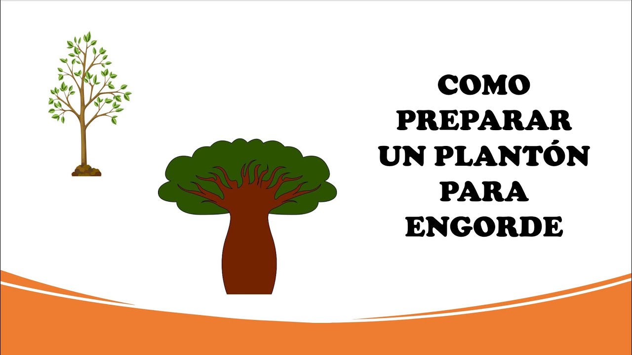 COMO PREPARAR TU PLANTÓN PARA ENGORDE