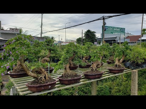 Video Xả Kho Tổng Vườn Bonsai ☎️0933368532... - youtube