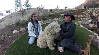 LORENZO:LA LLAMA DE CESAR MILLAN.
