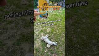Sun Trine Saturn  astrology tarot