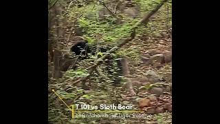 Tiger T 101 vs Sloth Bear at Ranthambore Tiger Reserve 🇮🇳 #shorts #tiger #ranthambore