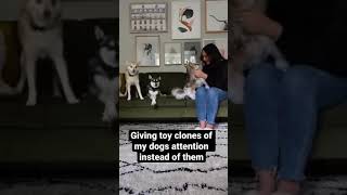 Mini Husky FREAKS OUT When Clone Gets Attention  His Sister Couldn't Care