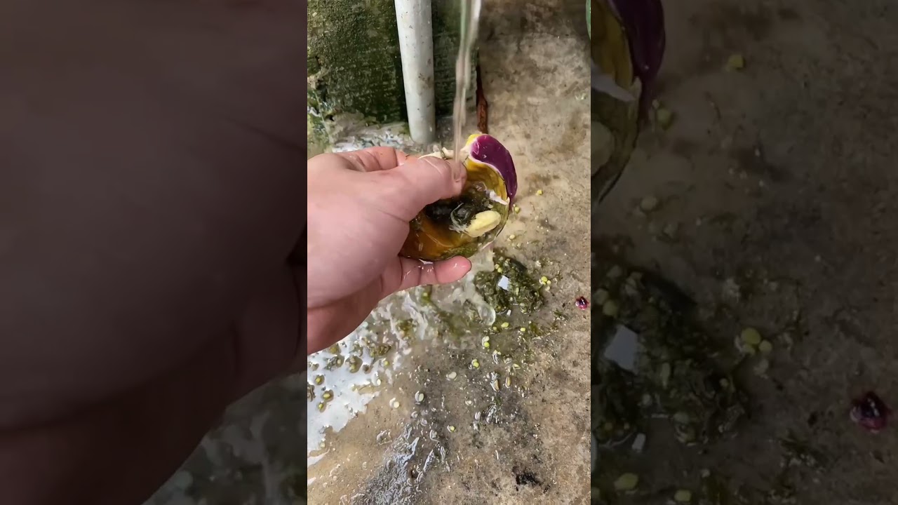 Nuôi gà nên biết