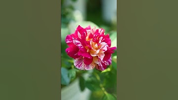 Grow Guava Tree Faster with These Simple Tips! #guava#fruittree