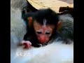 産後疲れで動けない母猿と赤ちゃん猿を助けるボランティアさん