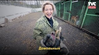 Как выглядят приюты для собак в Москве Как выглядят приюты для собак в Москве