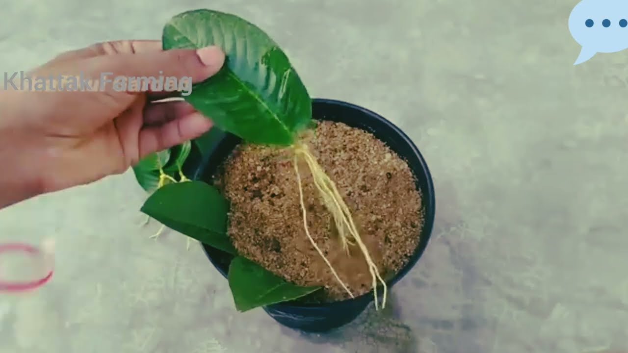 New Technique: guava tree from guava |Khattak Farming