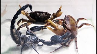 Crab and Scorpion venom - King of Insect