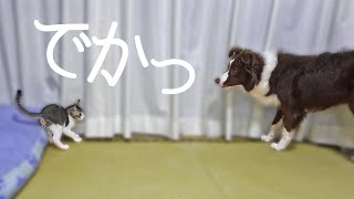 大きな先住犬と小さな子猫、力関係は意外にも…？/Border Collie Puppy & kitten by ゆに&メッシ.DOG&CAT 332 views 2 years ago 4 minutes, 21 seconds