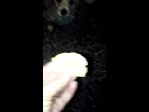 My wife doing the lemon challenge with our dog