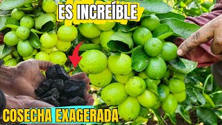 El abono que hace que explote de frutos tu planta de limón de manera exagerada by Siembras y Cosechas 9,101 views 1 month ago 5 minutes, 23 seconds