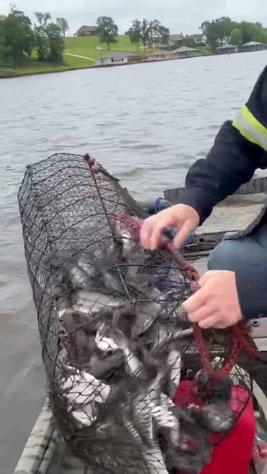 Wire nets catfish channelcatfish fishing bigcatch catfishing YouTube