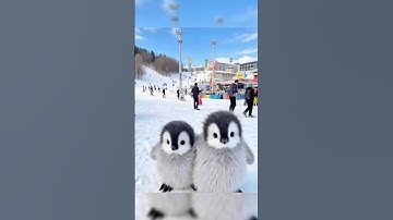 Vì sao chim cánh cụt không sợ con người  🤯🤯🤯🥰🥰💪 #shortsvideo