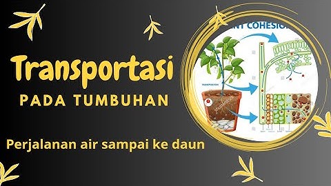 Pernyataan berikut yang bukan faktor pengangkutan air dan mineral dari akar ke daun adalah