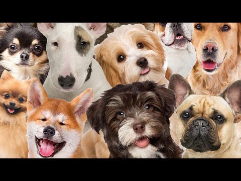 5 ყველაზე ერთგული ძაღლის ჯიში