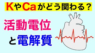 活動電位とNa⁺やK⁺やCa²⁺の役割について解説