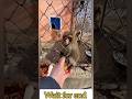 Smartest Monkey Ever vs Confused Human😱#monkeyshorts #funnymonkey #monkeycomedy #bandar #monkeyvideo