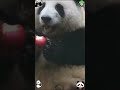 Did the panda’s squeak scare you? #panda #trending #viral #cute