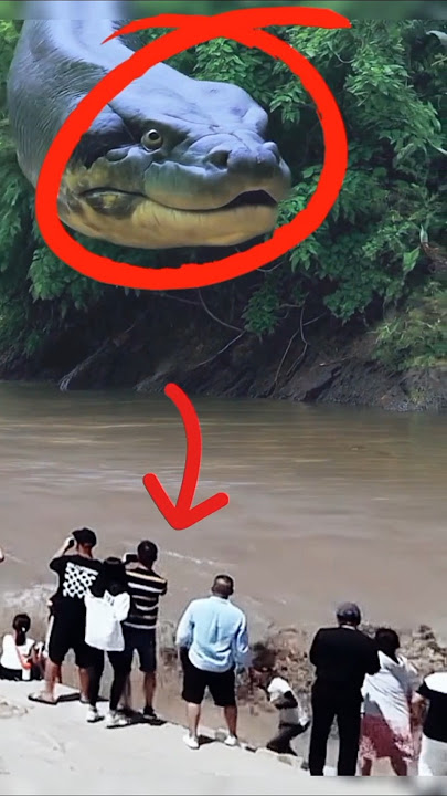 Download lagu 😱 Ular Raksasa Muncul di Sungai, Warga Panik!