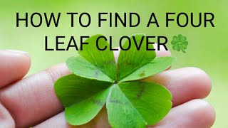 HOW TO FIND A FOUR LEAF CLOVER🍀