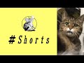 【猫】面白顔のボリス君 #Shorts //Funny face my cat Boris