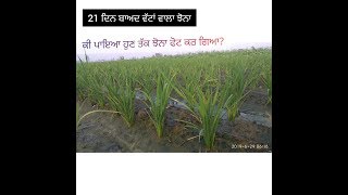 21 ਦਿਨ ਬਾਅਦ ਵੱਟਾਂ ਵਾਲਾ ਝੋਨਾ part 3#paddy # ਪਾਅਟ 4 ਵੀ ਦੇਖੋ, subscribeਕਰੋ