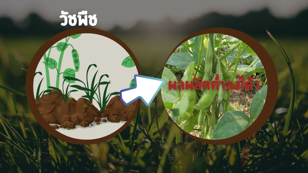 เทคโนโลยีการผลิตถั่วเหลืองฝักสดพันธุ์เชียงใหม่ 84-2