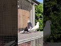 New pairing 🕊️ #pigeons #shorts #viral #subscribers #fypシ #youtubeshorts #parava #kabutar #trending