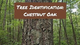 Tree Identification: Chestnut Oak
