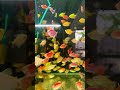 TETRA FISH 🐟🐠#shortsfeed #tetrafish #fishlovers #fish #pethub ##tvk #tvkvijay #tvksong