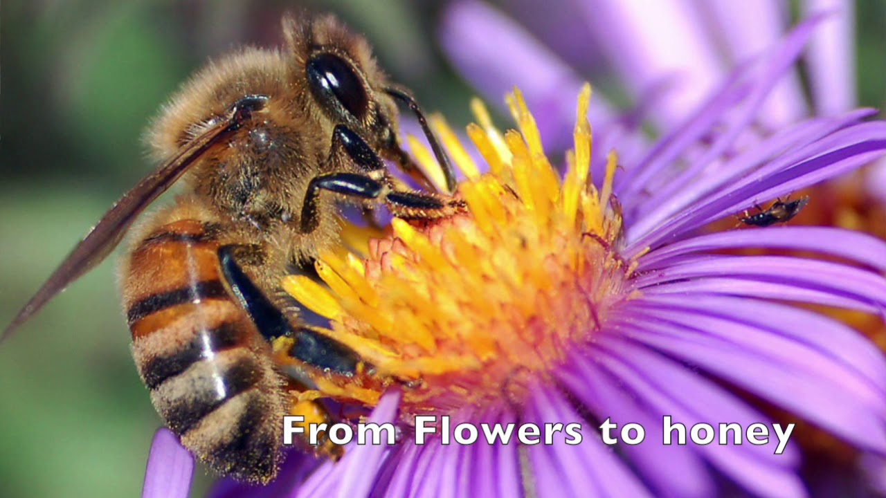 How is Honey made? How Bees make honey Online Learning for Kids Knowledge Video for Kids