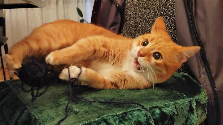 Watch the video about Cat With Funny Face Expressions