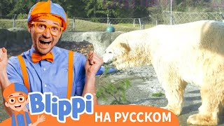 Блиппи идёт в зоопарк | Блиппи на Русском | Изучай этот Мир вместе с Блиппи | Blippi