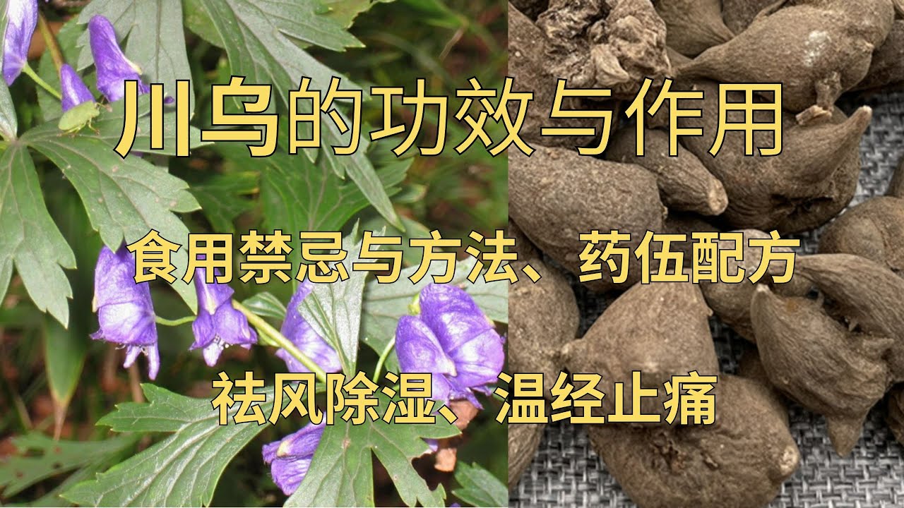 川乌的功效与作用、川乌的食用禁忌、川乌的食用方法#川乌 #草药 #中药 #温经止痛#祛风除湿 - YouTube