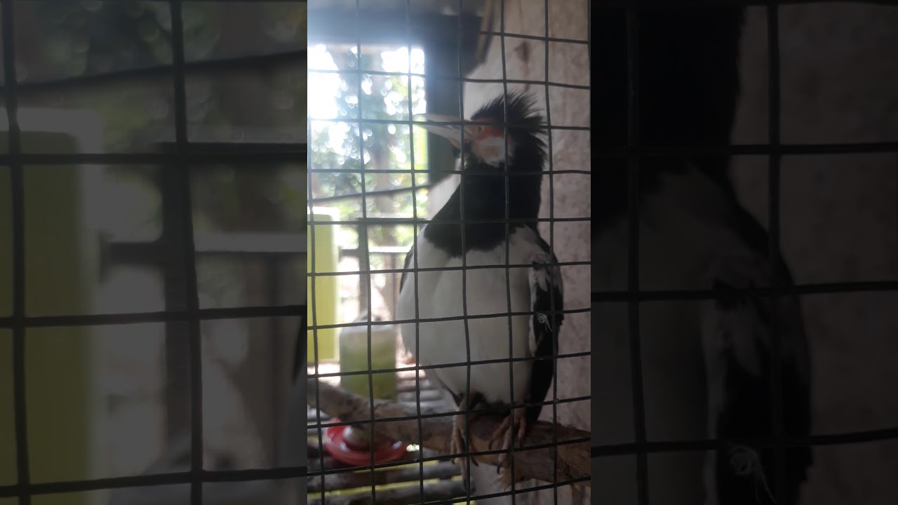 Jalak suren gacor bocor 
