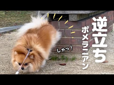 人気作家sho bearさま テディベア ポメラニアン 人気作家sho bearさま テディベア ポメラニアン ♥ SOYO BEARS