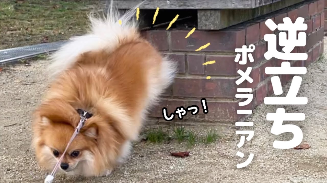 逆立ちポメラニアン＆強風デカポメラニアン【秋のお散歩】 - YouTube
