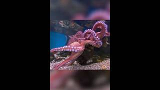 Toronto zoo 🐅🪼🐍#torontozoo #reel #music #animalslife #shorts
