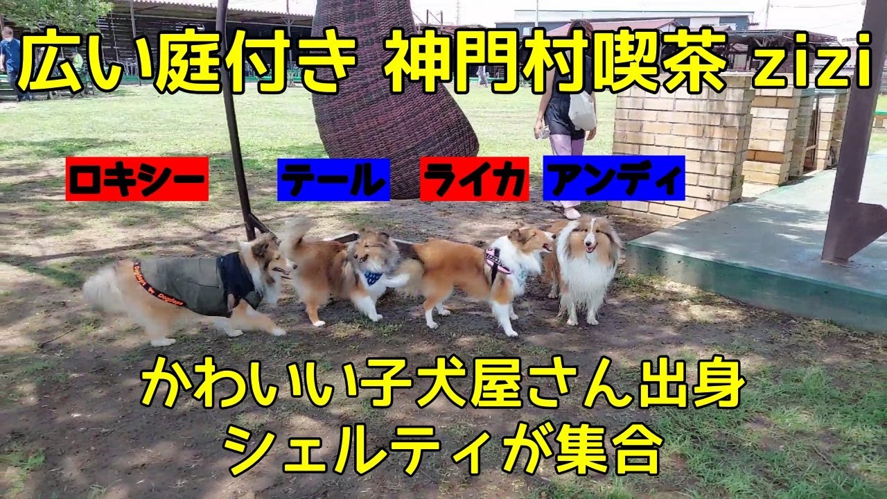 雨上がりの神門村喫茶ziziにかわいい子犬屋さん出身犬が集まったよ 22 07 18 Youtube